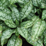 Pulmonaria 'Trevi Fountain' - Lungenkraut