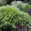 Hakonechloa macra: Bild 5/6