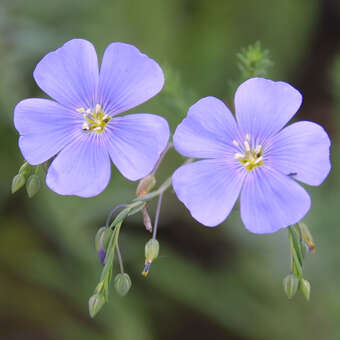 Linum perenne