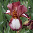 Iris germanica 'Jet Fire': Bild 1/2