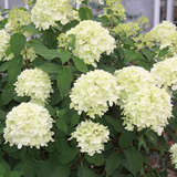 Hydrangea paniculata 'Limelight' - Rispenhortensie