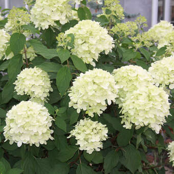 Hydrangea paniculata 'Limelight'