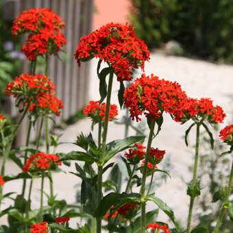 Lychnis chalcedonica