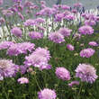Scabiosa columbaria 'Pink Mist': Bild 1/4