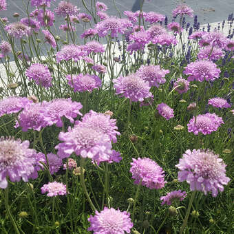 Scabiosa columbaria 'Pink Mist'