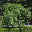 Fraxinus excelsior 'Pendula': Bild 1/2