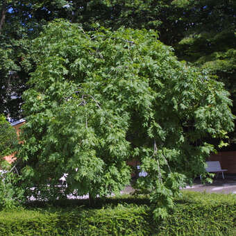 Fraxinus excelsior 'Pendula'
