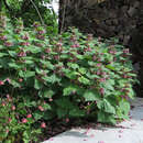 Lamium orvala - Großblütige Taubnessel