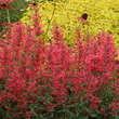 Agastache 'Kudos Coral': Bild 1/5