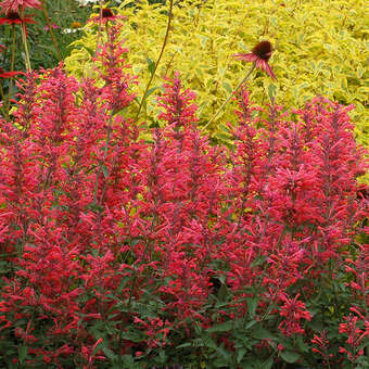 Agastache 'Kudos Coral'