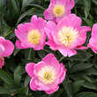 Paeonia lactiflora 'Sorbet': Bild 2/2