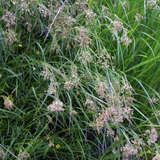 Luzula sylvatica - Hainsimse, Waldmarbel