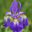 Iris sibirica 'Caesar's Brother': Bild 4/7