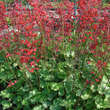 Heuchera sanguinea 'Leuchtkäfer': Bild 4/5