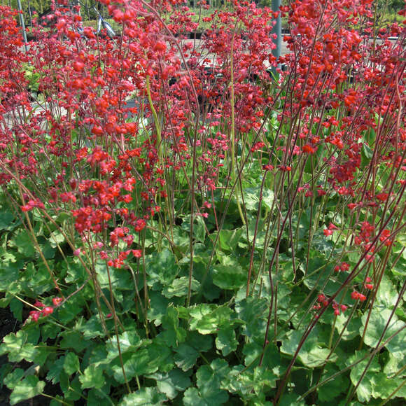 Heuchera sanguinea 'Leuchtkäfer': Bild 4/5 Heuchera sanguinea 'Leuchtkäfer': Bild 4/5