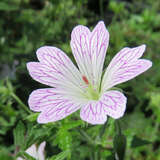 Geranium versicolor - Netzblüten-Storchschnabel