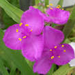 Tradescantia andersoniana 'Valour': Bild 1/3