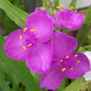 Tradescantia andersoniana 'Valour' - Dreimasterblume