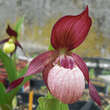Cypripedium ventricosum: Bild 1/1