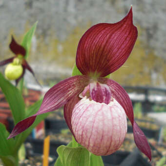 Cypripedium ventricosum