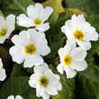 Primula 'Wanda': Bild 2/2