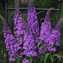 Buddleja davidii 'Peacock' - Sommerflieder