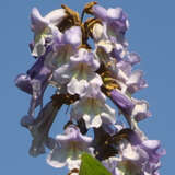 Paulownia tomentosa - Blauglockenbaum