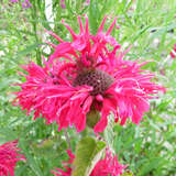 Monarda 'Bee Happy' - Indianernessel