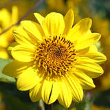 Helianthus decapetalus 'Capenoch Star' - Sonnenblume