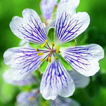 Geranium renardii: Bild 2/7