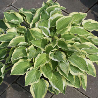 Hosta 'Pilgrim'