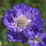 Scabiosa caucasica 'Schöne von Eisenach' - Knopfblume, Skabiose