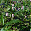 Persicaria amphibia: Bild 2/2