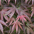 Acer palmatum 'Pixie': Bild 1/3