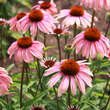 Echinacea purpurea 'Summer Sky': Bild 3/6