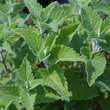Nepeta cataria 'Citriodora': Bild 2/2