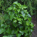 Hedera hibernica 'Arbori Compact' - Strauchefeu