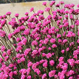 Armeria maritima 'Rubrifolia' - Grasnelke