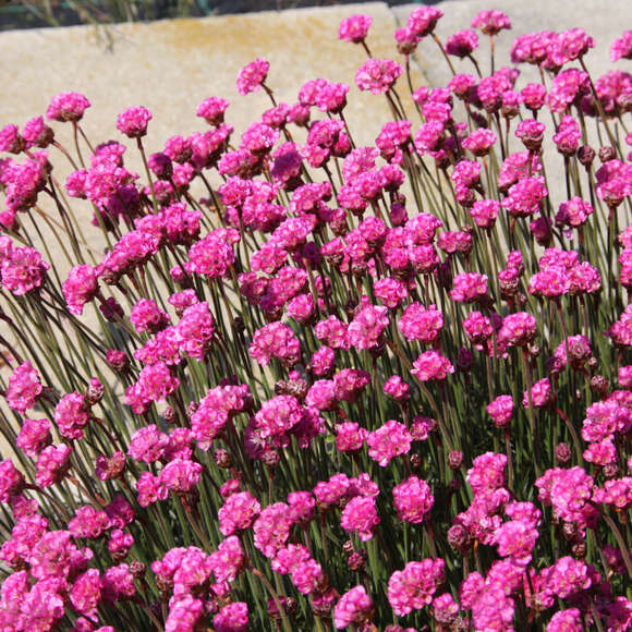 Armeria maritima 'Rubrifolia': Bild 1/4 Armeria maritima 'Rubrifolia': Bild 1/4