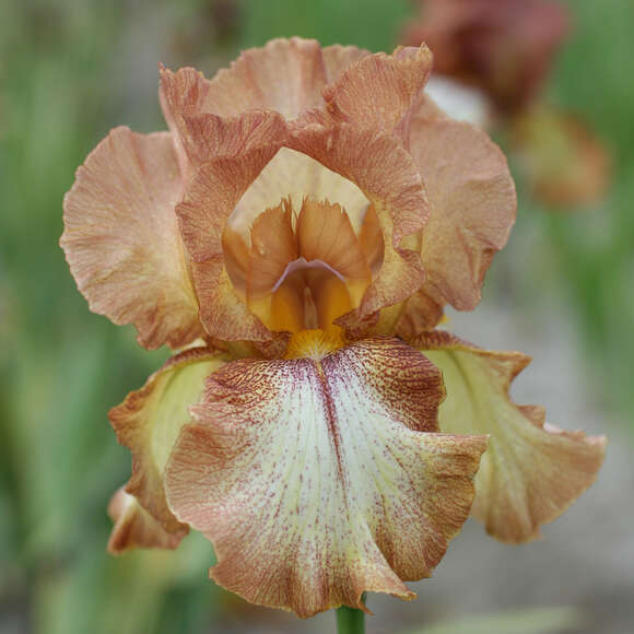 Iris germanica 'Wild Ginger': Bild 1/1 Iris germanica 'Wild Ginger': Bild 1/1