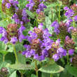 Prunella grandiflora: Bild 2/3