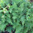 Polypodium vulgare: Bild 2/2
