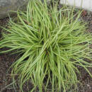 Carex oshimensis 'Evergold' - Japan-Goldsegge