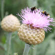 Leuzea rhapontica: Bild 2/2
