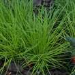 Carex montana: Bild 2/5