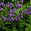Primula sieboldii: Bild 3/3