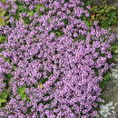 Thymus serpyllum - Quendel, Feldthymian