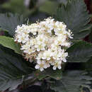 Sorbus intermedia - Schwedische Mehlbeere