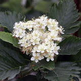 Sorbus intermedia - Schwedische Mehlbeere