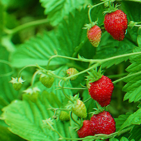 Fragaria vesca 'Königin Alexandra': Bild 3/4